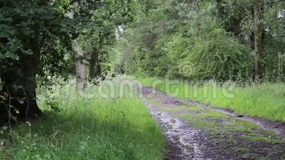 森林里潮湿的道路夏天苏格兰高清镜头视频的预览图