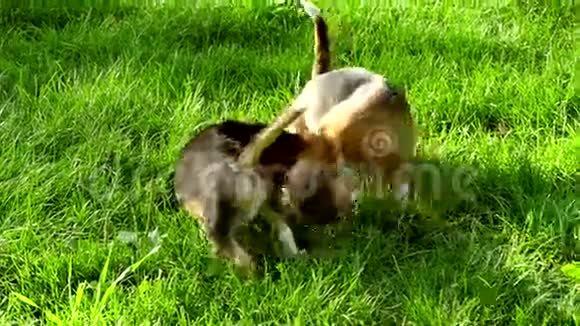 小猎犬在夏天的草地上奔跑视频的预览图