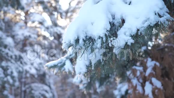 冬天的背景雪地里的树慢动作视频圣诞节常绿云杉树与新鲜的雪冰冻松松视频的预览图