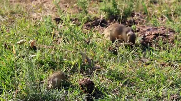 美丽的欧洲地松鼠喂食视频的预览图