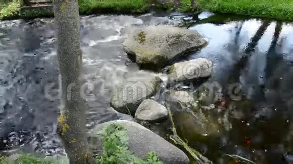 夏天的河水流着石头视频的预览图