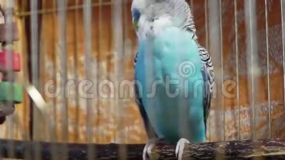 小蓝芽虫坐在笼子里清理羽毛视频的预览图