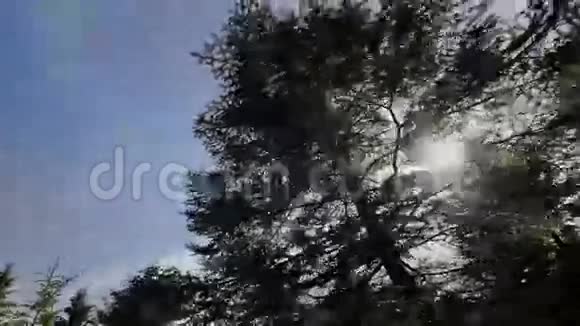 一个人独自在森林里行走视频的预览图