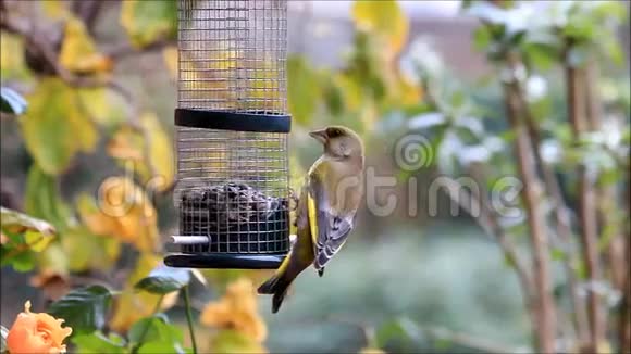 鸟绿雀冬天喂食葵花籽视频的预览图