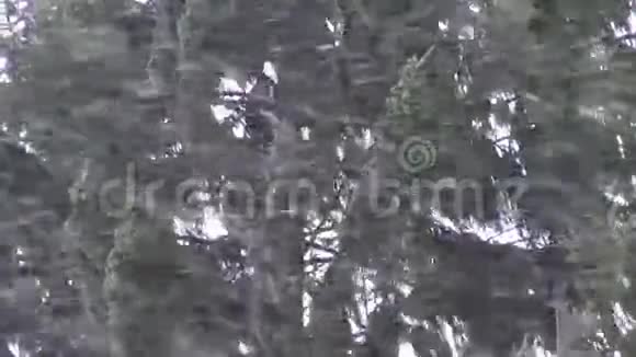 森林抽象背景下的降雪风暴视频的预览图