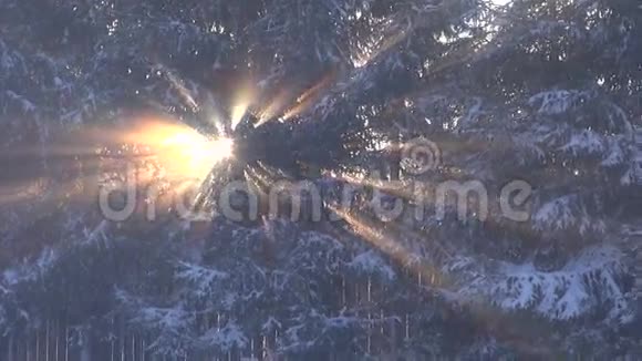 冬季阳光和林杉背景视频的预览图
