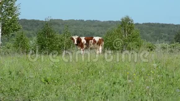 牛在草地上吃草走在绿草上视频的预览图
