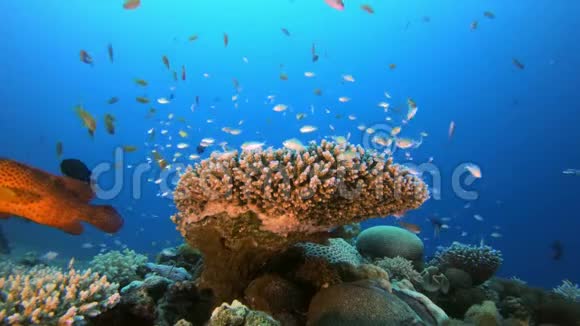 海洋生物珊瑚花园视频的预览图