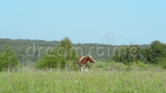牛在草地上吃草走在绿草上视频的预览图