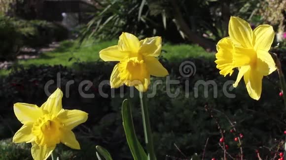 花园里的黄色水仙花视频的预览图