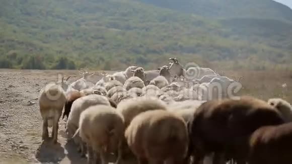 在草地上放牧的绵羊和山羊群视频的预览图