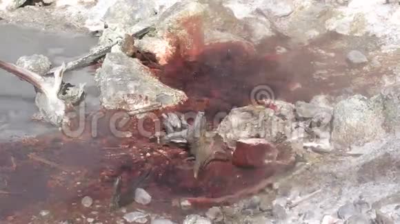温泉诺里斯间歇泉盆地视频的预览图