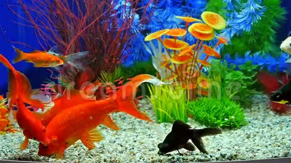 金鱼在淡水水族馆食用鱼类食物的慢动作视频的预览图