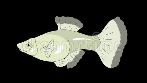 大银瓜鱼水族馆阿尔法马特环视频的预览图