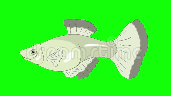 大银瓜皮水族馆鱼铬键环视频的预览图