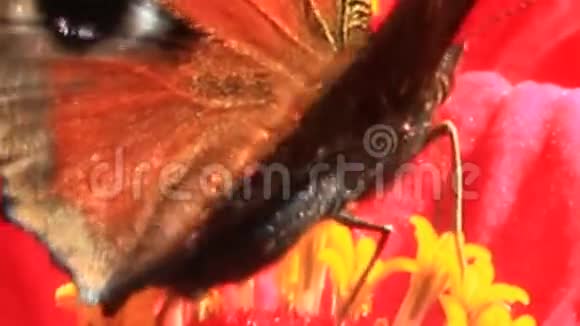 蝴蝶孔雀眼在锌黄上采集花蜜视频的预览图