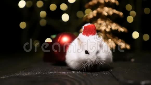 可爱的仓鼠带着圣诞老人的帽子放着圣诞灯视频的预览图
