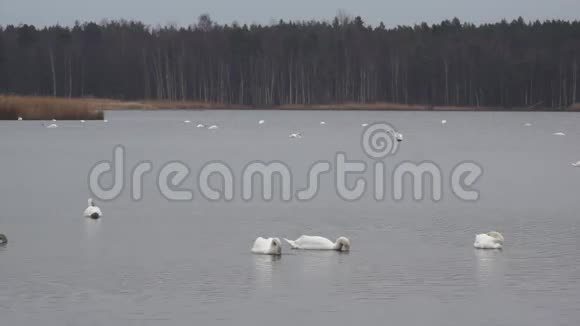 斯洛卡斯湖里的大雁和天鹅视频的预览图