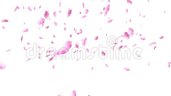 白色背景上的粉红色玫瑰花瓣飘落和旋转情人节慢动作高清动画特写视频的预览图