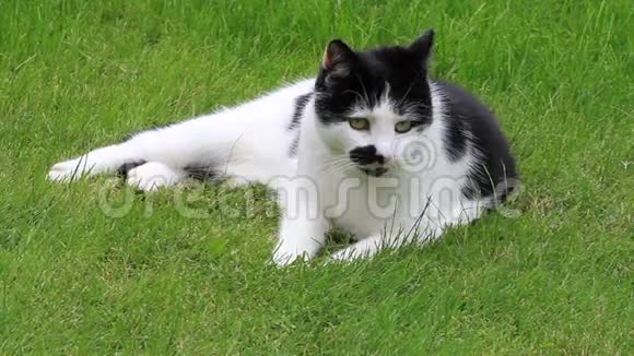 猫黑白相间躺在草地上视频的预览图