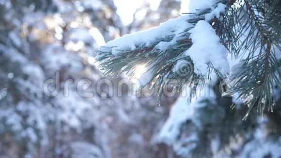 树木在雪冬的背景下慢动作录像圣诞节常绿云杉树与新鲜的雪冻松视频的预览图