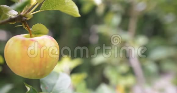 树枝上的新鲜苹果视频的预览图