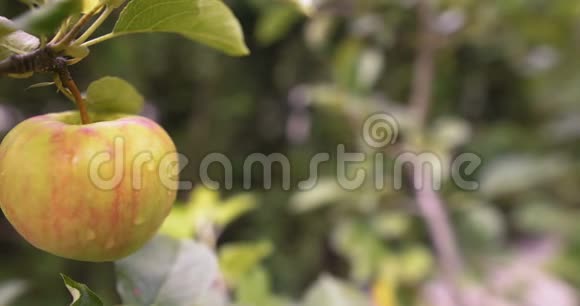 树枝上的新鲜苹果视频的预览图