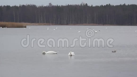 斯洛卡斯湖里的大雁和天鹅视频的预览图