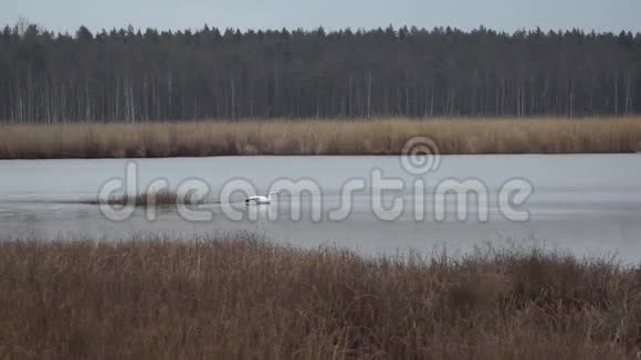 斯洛卡斯湖里的大雁和天鹅视频的预览图