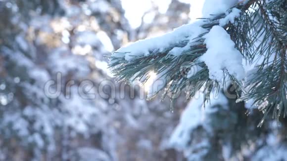 雪中的树木冬天的背景慢动作视频圣诞节常绿云杉树与新鲜的雪冻结视频的预览图