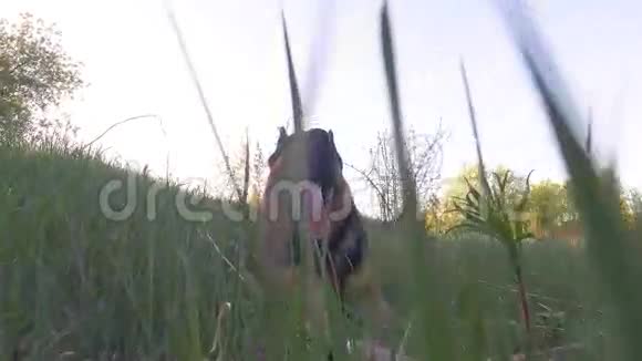 德国牧羊犬在户外玩耍慢镜头视频的预览图