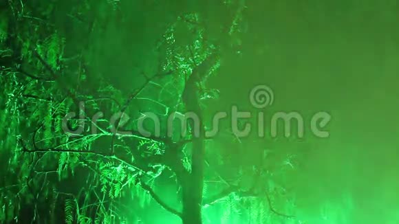 夜晚雾中的树和光照视频的预览图