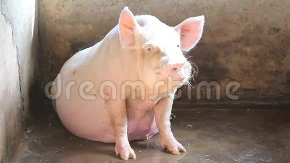 谷仓里的猪视频的预览图