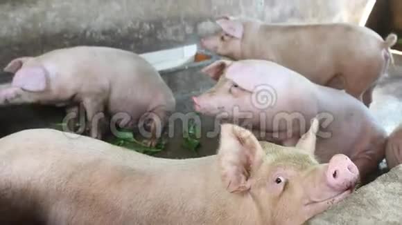 谷仓里的猪视频的预览图