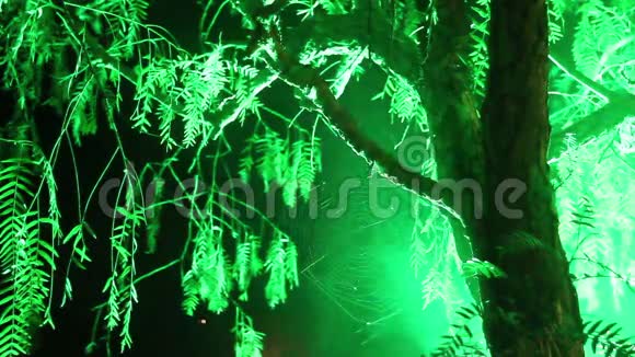 夜晚雾中的树和光照视频的预览图