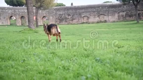 德国牧羊犬在公园玩得很开心视频的预览图