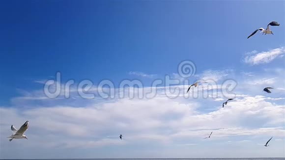 海鸥在天气好的时候顶着天空飞翔天空背景上更大的白色海鸥视频的预览图