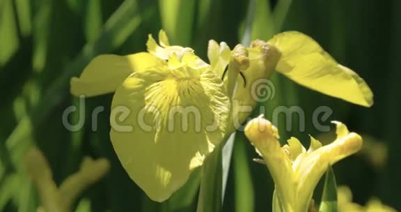 黄色虹膜花瓣4KFS700奥德赛7Q视频的预览图