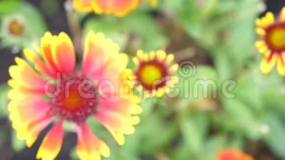 花园里盛开的美丽花朵夏日时光慢动作3840x2160视频的预览图
