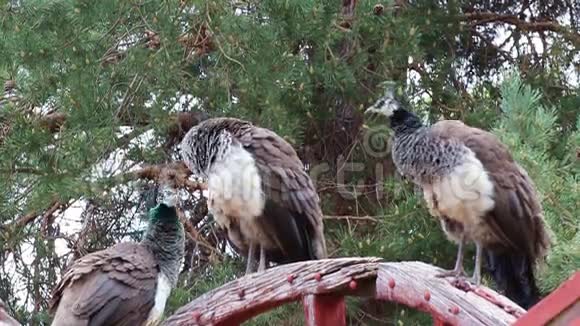 三只孔雀雌鸟木轮视频的预览图