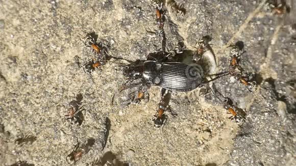 蚁群攻击甲壳虫视频的预览图