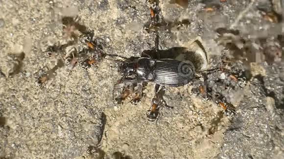 蚁群攻击甲壳虫视频的预览图