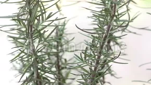 迷迭香植物关闭循环视频的预览图