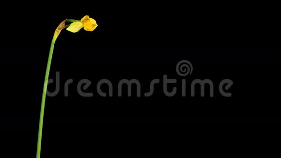 黄色水仙开花花蕾ALPHA哑光视频的预览图