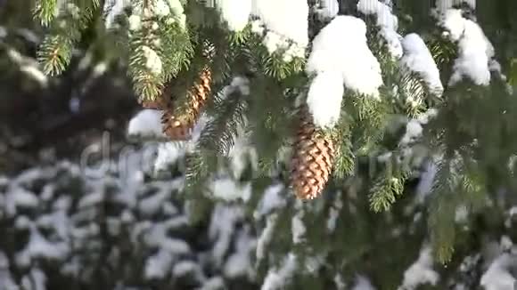 松树雪降雪冬天视频的预览图
