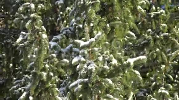 松树雪降雪冬天视频的预览图