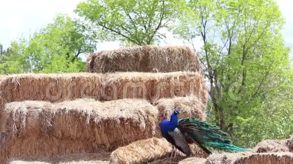 稻草羽状羽毛上的孔雀视频的预览图