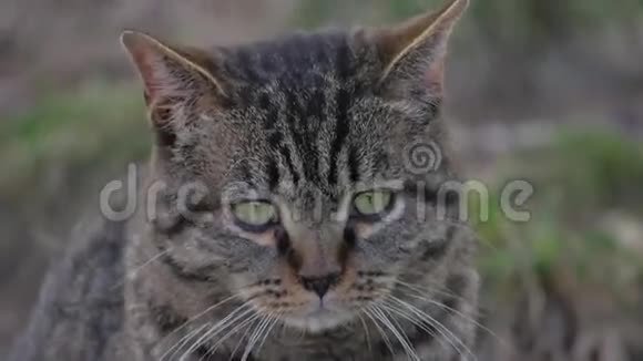 悲伤的愤怒的猫滑稽的眼睛坐在户外视频的预览图