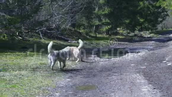 两只哈士奇狗在森林里散步视频的预览图