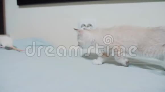 小白猫在玩捉老鼠有趣的罕见视频小猫和老鼠在床上奔跑的生活方式猫和猫视频的预览图
